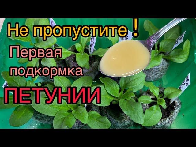 ГЛАВНАЯ ПОДКОРМКА ПЕТУНИИ ДЛЯ МОЩНЫХ КОРНЕЙ!