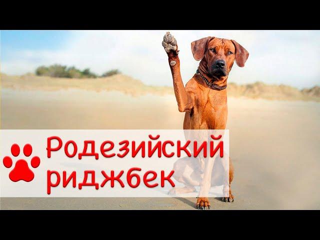 Родезийский риджбек | Характер, уход и воспитание