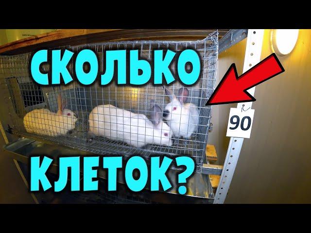 Сколько нужно клеток для кроликов?