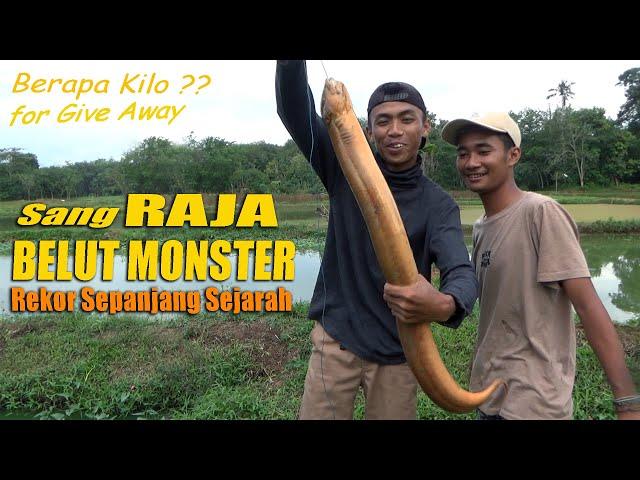 REKOR 2021 || TERTANGKAPNYA RAJA BELUT MONSTER