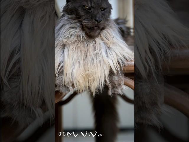 The King of all Maine Coons. #mrvivo