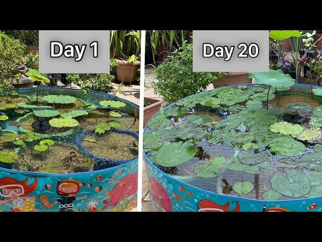 Lotus plants update || Day 1 to Day 20 || #lotus