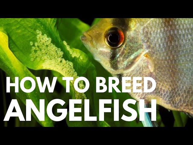 How to Breed Freshwater Angelfish (Easiest Way)