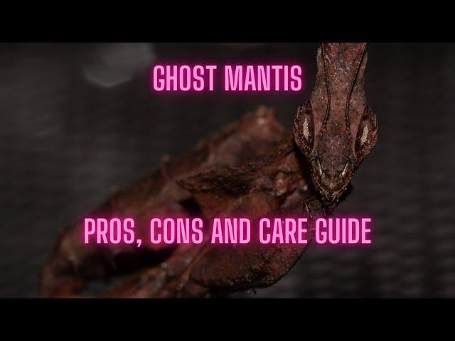 Ghost Mantis: Pros, Cons, and Care Guide