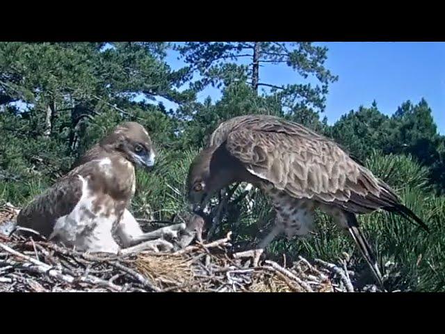 Àguila marcenca dels Ports (09.07.2024) - La teca exòtica de la mare 