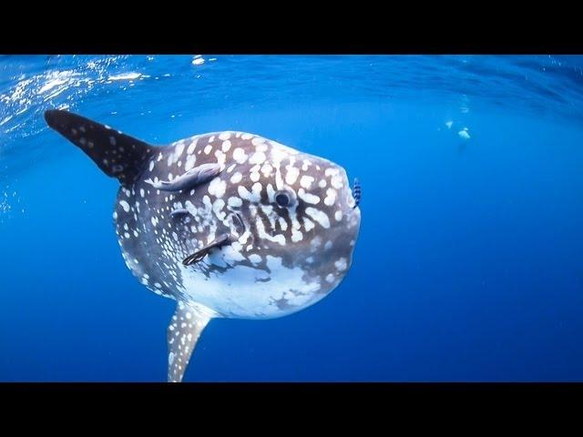 Orca playing with sunfish