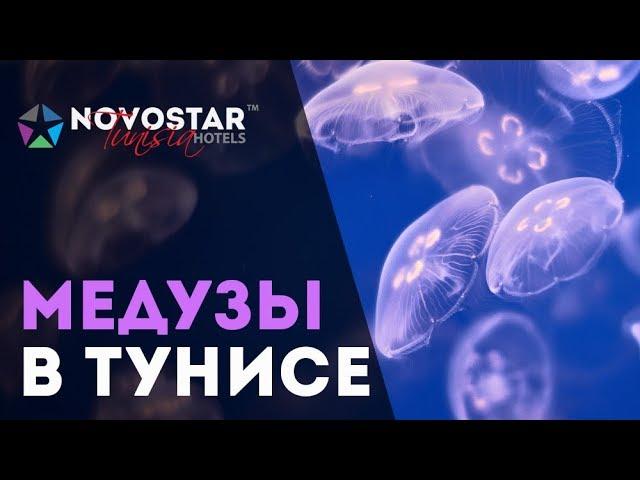 Медузы в Тунисе, Хаммамете. Как избежать встречи и что делать если ужалила медуза. Спроси у Новостар