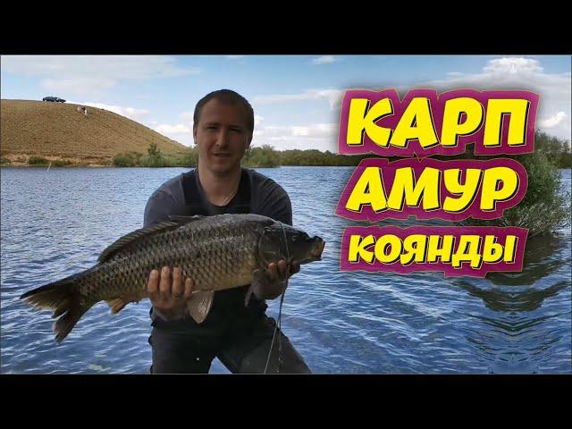 Карп и Белый Амур - Рыбалка Коянды