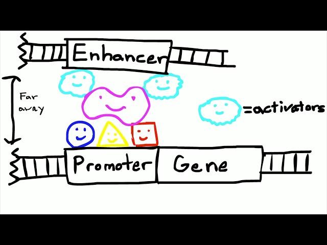 Promoters and Enhancers