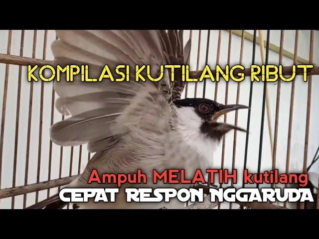 SUARA burung Kutilang Gacor NGGARUDA TARUNG ampuh untuk pikat Kutilang gacor dan Masteran Kutilang