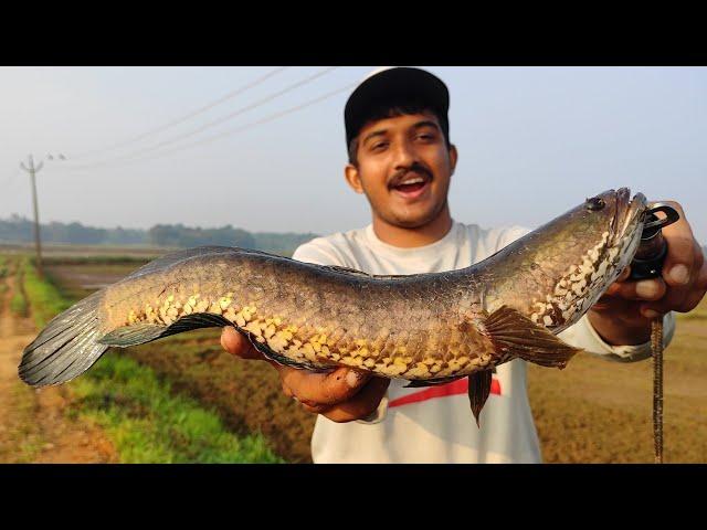 പുതുമഴ പെയ്തപ്പോൾ പാടത്ത് മുഴുവനും വരാലാണ്.. | Snakehead fishing Videos | Viral Fishing Videos |