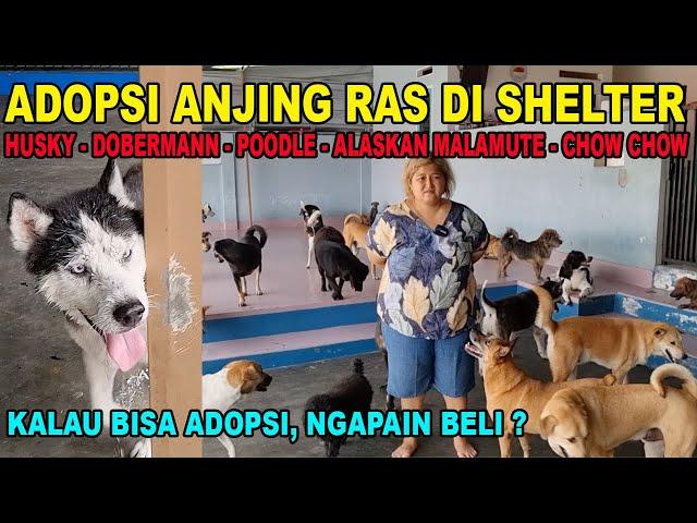 ADOPSI ANJING RAS DI SHELTER !!! LAGI BANYAK JENIS : POODLE ALASKAN HUSKY DOBERMANN CHOW CHOW