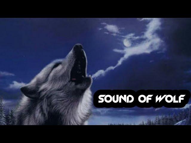 Sound of wolf (Қасқырдың ұлуы)