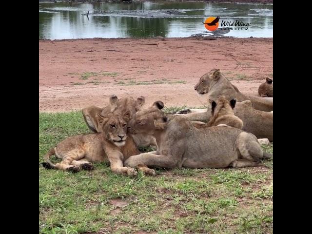 Aunties shower young lion with affection