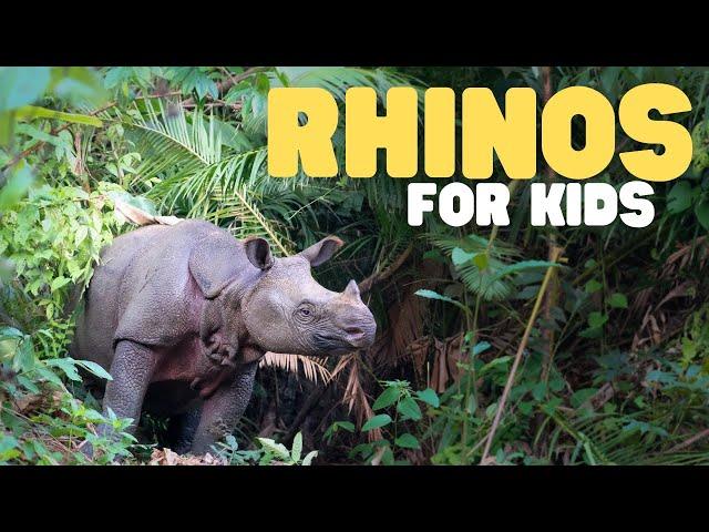 Rhinos for Kids | Learn some fun facts about rhinoceroses