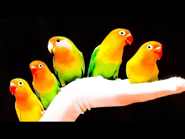 CIRCUS PARROTS - FUNNY SMALL BIRDS DOING TRICKS AND PLAYING AROUND