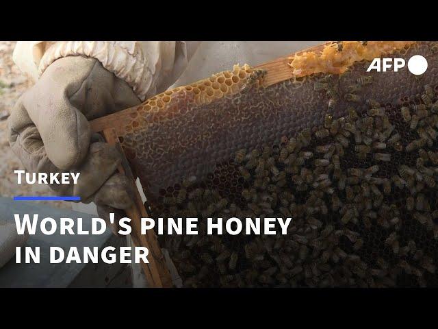 Turkish fires endanger world pine honey supplies | AFP