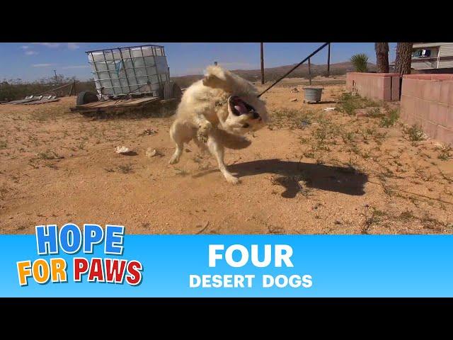 Epic Mojave Desert Dog Rescue Mission - A MUST SEE.  Please Share. #story