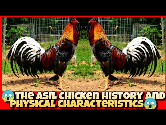 The ASIL Chicken history and physical characteristics