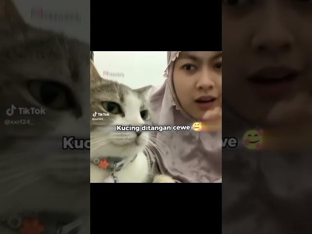 kucing ditangan cewek vs ditangan cowok #rrqferiy #fyppppppppppppppppppppppppppppppppppppppppppppp