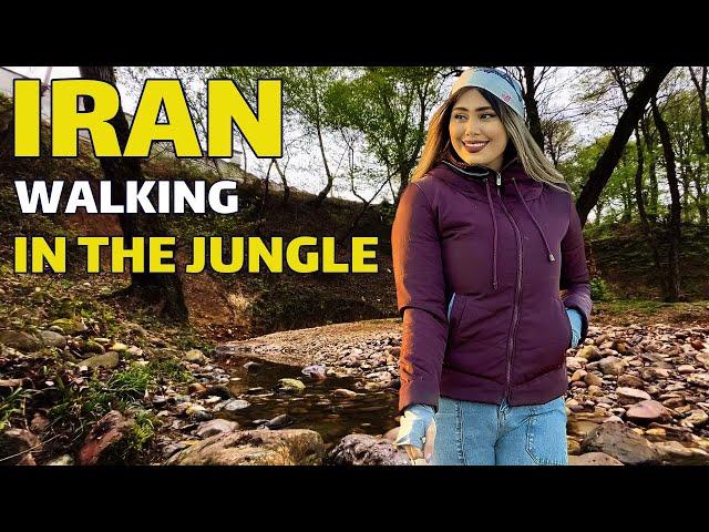 Walking In The Jungle Of Mazandaran Province | Walk With Me In Forest 4K | Walking Tour Iran