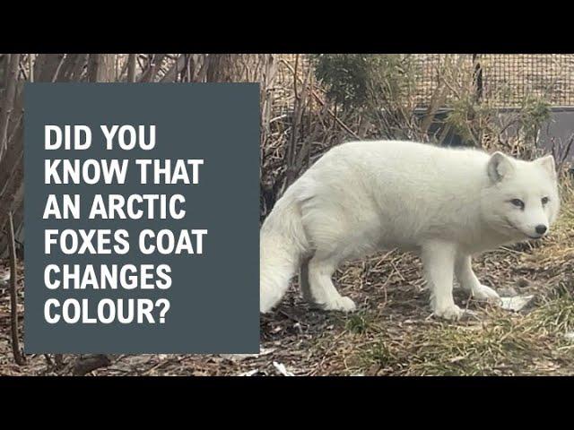 Did You Know That An Arctic Foxes Coat Changes Colour? @papaatthezoo