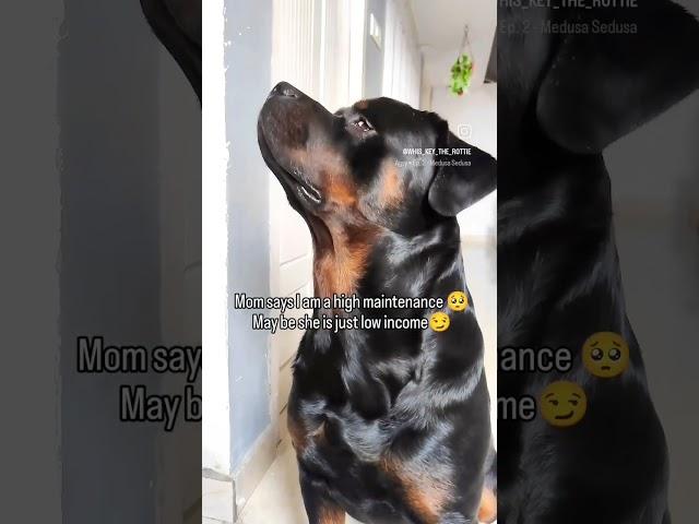 #shorts #shortvideo #dog #animalowner #rottwiller #pets #dogowner #funny #trending