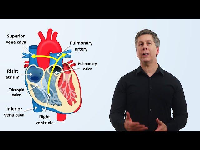 The Cardiovascular System: An Overview