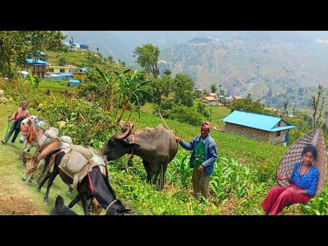 This is Himalayan Nepali village life || most peaceful And Relaxing village life || Nepali village