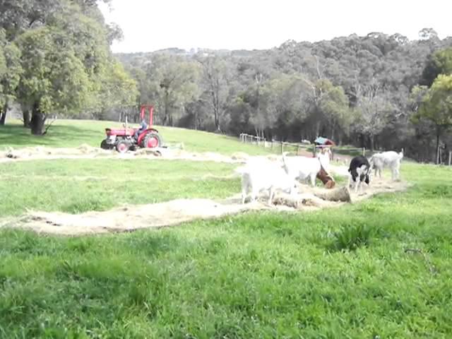 Hay forks & pallet forks combo - Hayes Products