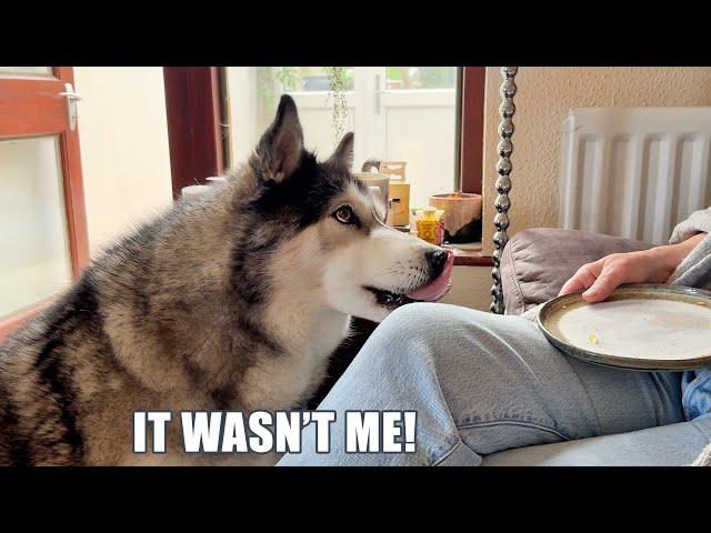 Sneaky Husky Accidentally Licks His Nan’s Plate!