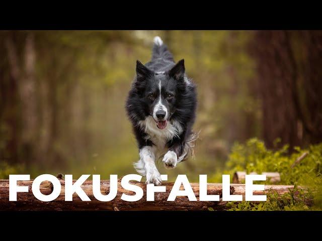 Hunde im Sprung (Bewegung) mit Fokusfalle fotografieren