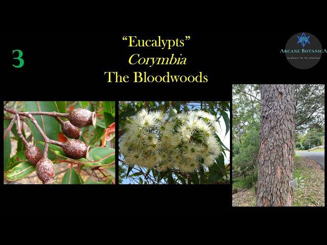 Eucalypt Theory - Corymbia (The Bloodwoods)