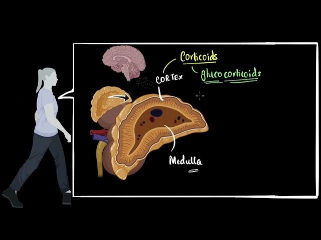 Adrenal cortex Glucocorticoids, mineralocorticoids | control & coordination | Biology | Khan Academy