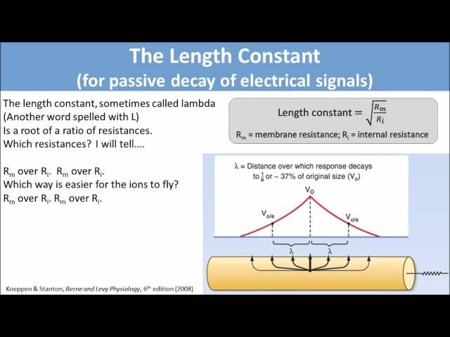 The Length Constant