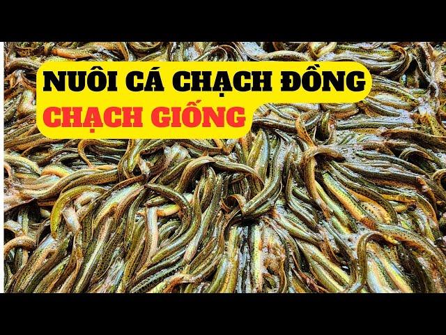 Nuôi Cá Chạch Đồng,Cá Chạch Giống - ĐT 0932372570  – Trại Giống Đông Sơn