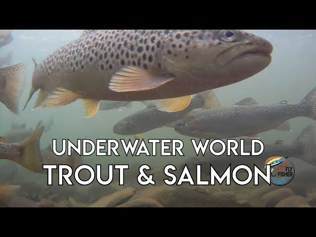 Incredible Underwater Video of Trout & Salmon