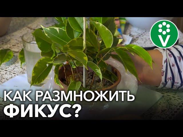 КАК ЛЕГКО И БЫСТРО РАЗМНОЖИТЬ ФИКУС? Простой способ черенкования фикуса в домашних условиях