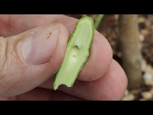 Tree Grafting with Woody Part Removal