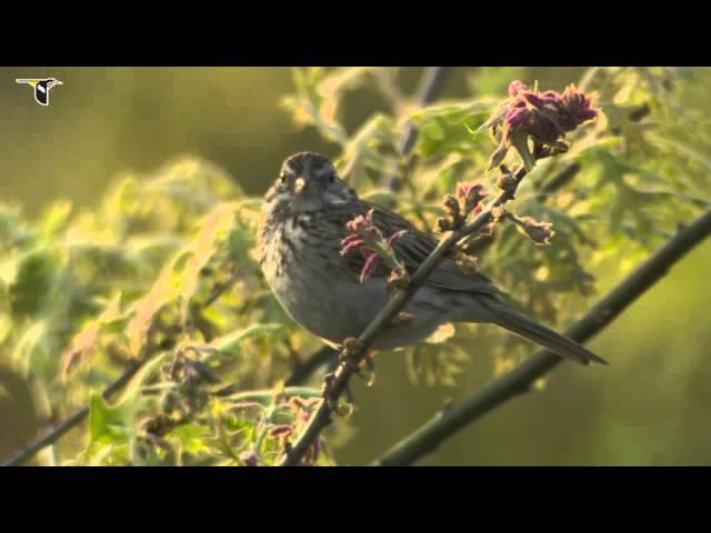 Vesper Sparrow singing