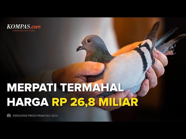 Merpati Termahal di Dunia, Harganya Rp 26,8 Miliar