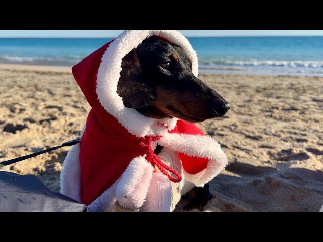 A VERY SPECIAL CHRISTMAS FOR MINI DACHSHUND