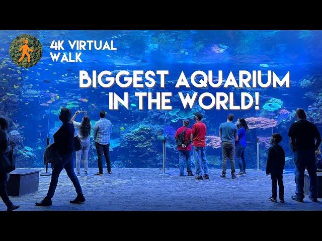 Georgia Aquarium - 4K Walkthrough - Slow TV - Virtual Walk - biggest aquarium in the world - Atlanta