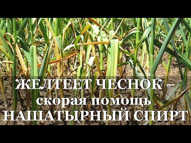 ЖЕЛТЕЕТ ЧЕСНОК - скорая помощь НАШАТЫРНЫЙ СПИРТ