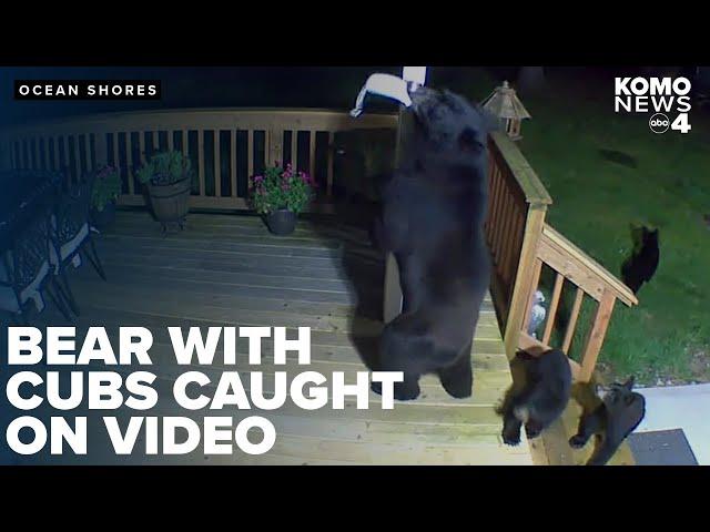 Mama bear and 3 cubs break into homeowner's bird feeders in Ocean Shores