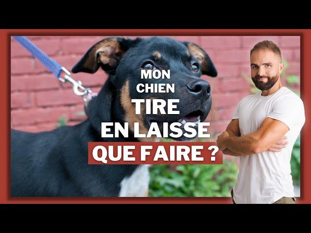 Comment dresser son chien pour qu'il arrête de tirer en laisse pendant les promenades