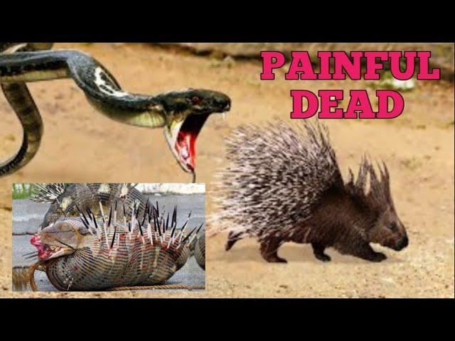 Snake vs. Porcupine: Wild Forest Showdown | Unbelievable Encounter Battle