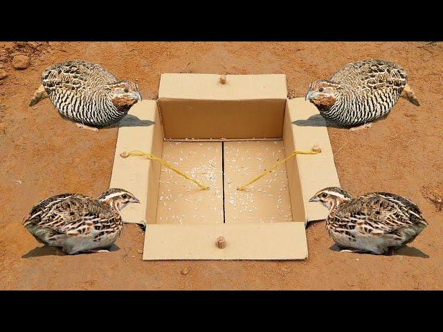 Easy Underground Quail Trap Using Cardboard Box - Simple Quick Bird Trap