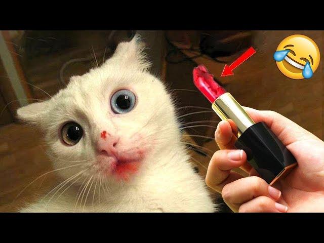 Funniest Animals  New Funny Cats and Dogs Videos  - Ep.3