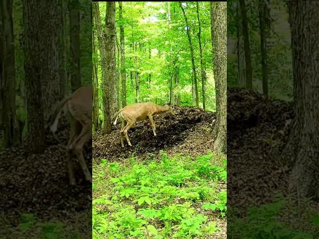 Deranged young buck digging  in rotting leaves! #animals